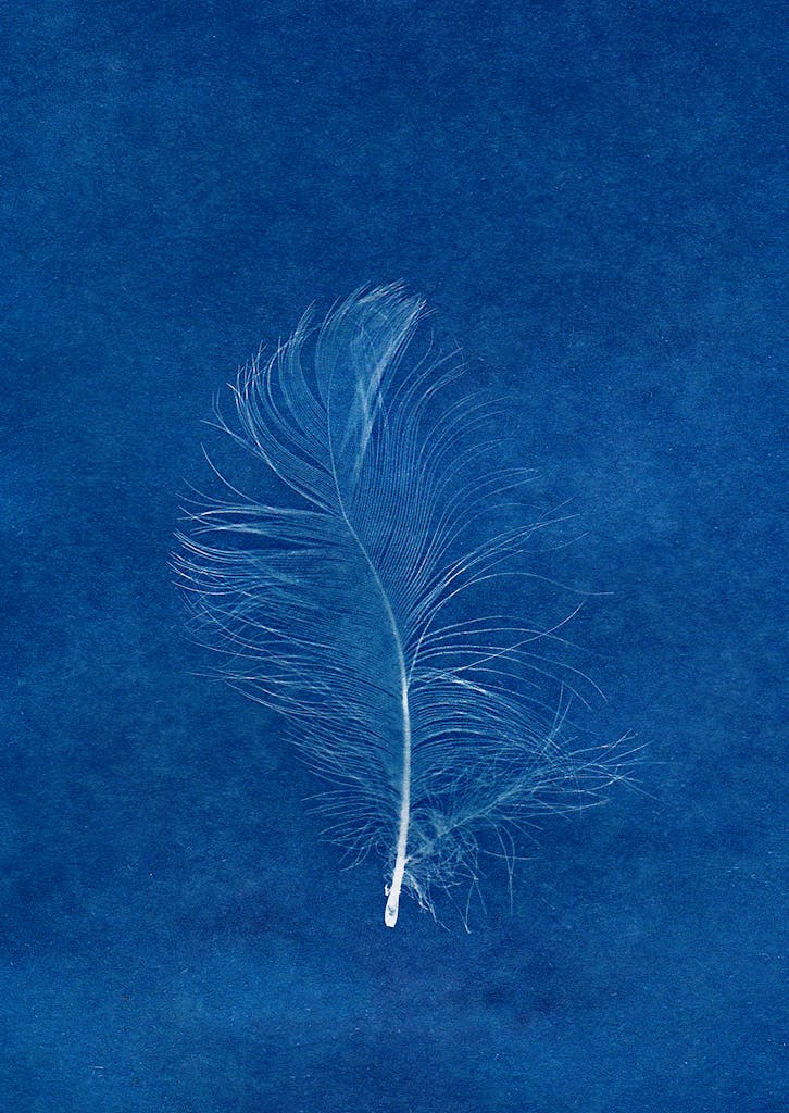 Artistic cyanotype print of a feather on a blue background, capturing delicate natural beauty.